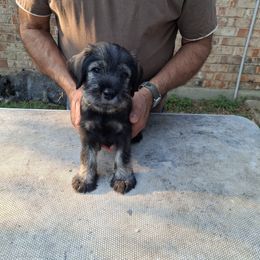 Girl 3 - Pepper and salt female Standard Schnauzer puppy in Mesquite, Texas from Ausgelassen Standard Schnauzers