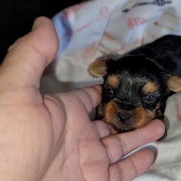 Girl - Black and gold female Yorkshire Terrier puppy in Gilbert, Arizona from Yorkie Your Soulmate Puppy