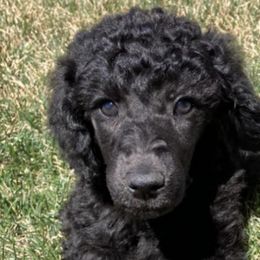 Poodles from Cox's Poodle Pups