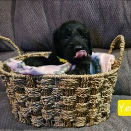 Yellow - Black female Goldendoodle puppy in Stevens Point, Wisconsin from Dogs of Dewey Acres