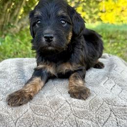 Toby - Black phantom male Aussiedoodle puppy in Science Hill, Kentucky from Southern Paws Kennels