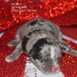 Hollis - Blue merle female Miniature Australian Shepherd puppy in Patterson, North Carolina from DreamLine Aussies