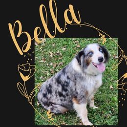 Bella - Australian Shepherd