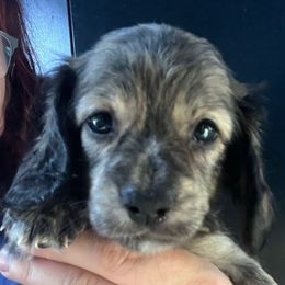 Sam - Brindle male Dachshund puppy in Bigfork, Minnesota from Dachshunds Up North