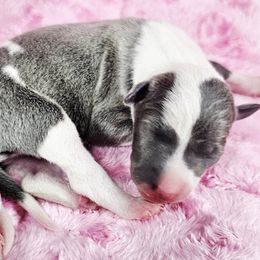 Sensation - White and blue male Italian Greyhound puppy in Cadwell, Georgia from All The DoDa Day Italian Greyhounds