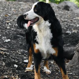 Jiggy - Bernese Mountain Dog