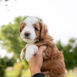 Assorted Doodle Crosses, Bernedoodle, and Goldendoodle Puppies from Down Country Doodles
