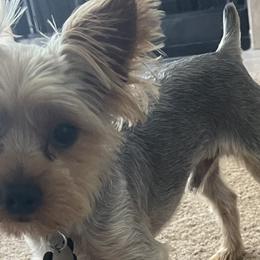 Yorkshire Terriers from Parti Yorkies of AZ