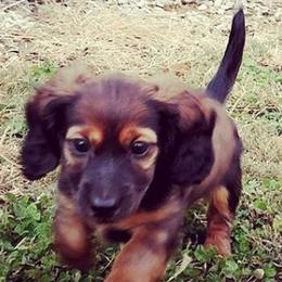 Dachshunds from Cantrell Pups