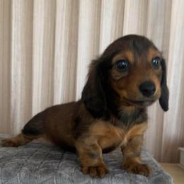 Tedda - Wild boar and cream female Dachshund puppy in El Cajon, California from roxiesdoxies