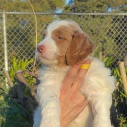 Star - Parti male Goldendoodle puppy in Stockton, California from Port City Doodles