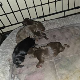 SCM1 - Black and rust male Miniature Pinscher puppy in Middle Point, Ohio from Knisely's Min Pins-AKC