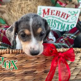 Fox - Piebald male Dachshund puppy in Seguin, Texas from Good Neighbor Ranch Dachshunds