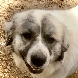 Charri Not breeding until 2023 - Great Pyrenees