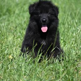 Mony - Black female German Shepherd puppy in Azle, Texas from Alsup German Shepherds