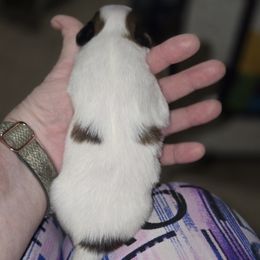 Luie - White and sable male Papillon puppy in Forest City, North Carolina from Eastern Papillions