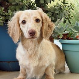Mika - Dachshund