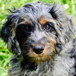 Blue boy - Merle male Cavapoo puppy in Waukesha, Wisconsin from Bernedoodle Boutique (and Cavapoos)