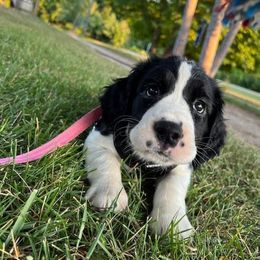 English Springer Spaniel Puppies from Hurds Hound Haven