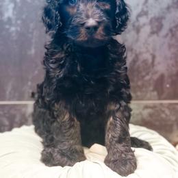 Elio - Phantom male Goldendoodle puppy in Pasco, Washington from Camp Doodle Woods