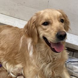 Piper - Golden Retriever