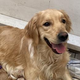 Piper - Golden Retriever