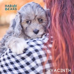 Cavapoo, Cavapoochon, and Companion Cross Puppies from Habibi Bears