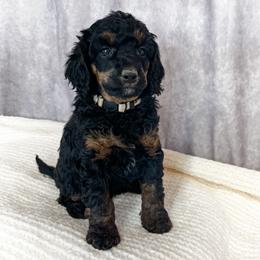 Poodle Puppies from Yellow Dog Farm