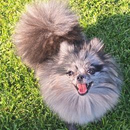 Midnight - Pomeranian