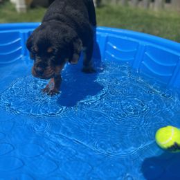 Rottweiler Puppies from Alpha Co. Rottweilers