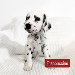 Frappuccino - LUA long coat - White and black male Dalmatian puppy in Davenport, Florida from Sunny Jewels Dalmatians