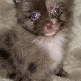 Pomeranians from Chainbreakerkennels