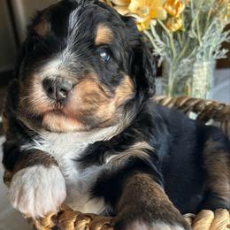 Kissy - Tri-color female Bernedoodle puppy in Malakoff, Texas from Bluemoon Bernedoodles