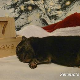 Coal - Wolf sable male Pomeranian puppy in Sanford, Florida from Serena's Poms