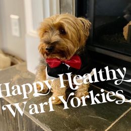 Bandit - Yorkshire Terrier