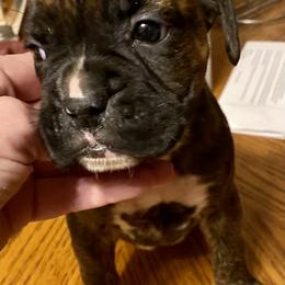 Boxer Puppies from Sisco Boxers Tennessee