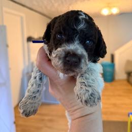 Bluebell (Blue collar) - Brown male Lagotto Romagnolo puppy in Ashland, Ohio from SS Australian Shepherds