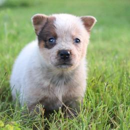 Harlow - Red speckled female Australian Cattle Dog puppy in Waxahachie, Texas from MC Heelers