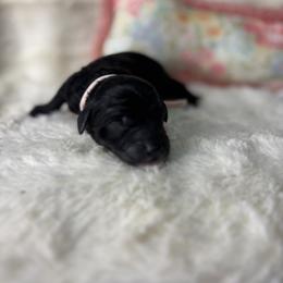 Light pink collar - Black female Goldendoodle puppy in Cleveland, Georgia from The O.G. Doodles