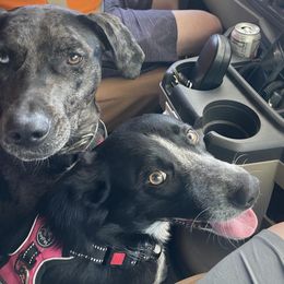 Catahoula Leopard Dog All Grown Up from Kassie's Catahoulas