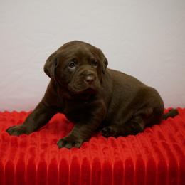 Aleution - Chocolate female Labrador Retriever puppy in Buffalo Valley, Tennessee from Buffalo Valley Breeders