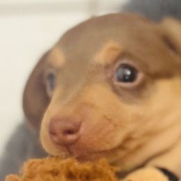 Dachshunds from George Pidgeon