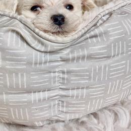 Morkie Puppies from Smart Farms