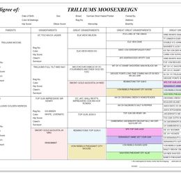 German Shorthaired Pointer puppies from Trillium German Shorthaired Pointers