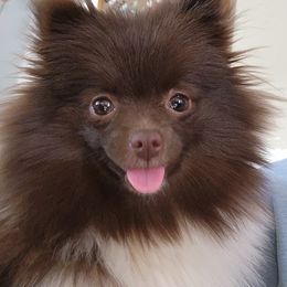 Na'vi - Pomeranian