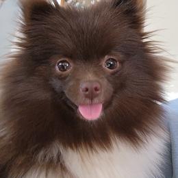 Na'vi - Pomeranian