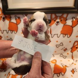 Pembroke Welsh Corgi puppies from East Coast Corgis