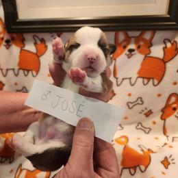 Pembroke Welsh Corgi puppies from East Coast Corgis