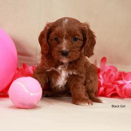 Black Girl Cavadoodle - Red phantom female Assorted Doodle Crosses puppy in Colonial Beach, Virginia from Bristol Mine Kennels