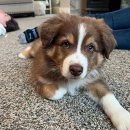 Melton - Red tri-color male Australian Shepherd puppy in Sedro Woolley, Washington from CTR Farmstead